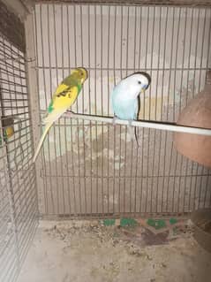 2 pair Astelin And 2 Cages 5 portion or single