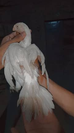 parrot beak chicks age 3 month