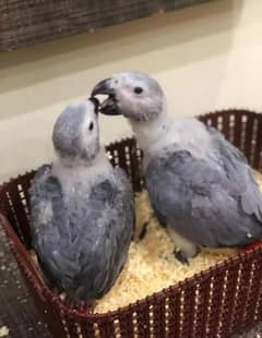 African grey parrot chicks for sale 03134570161