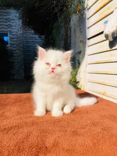 Cat Persian | cat baby | kittens | Blue eyes | ωatsap ʘƷƷƷ୨51୨ʘƷ8: