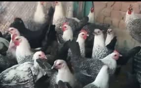 Egyptian Fayoumi pure