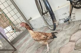 Aseel Sindhi of age 16 months