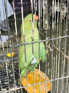 Green parrot baby