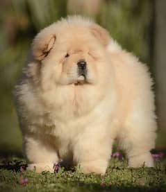 Chow chow 03198435459