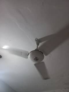 Royal fan