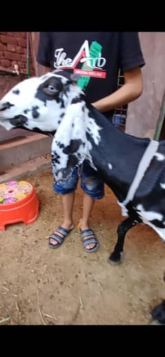 dodh