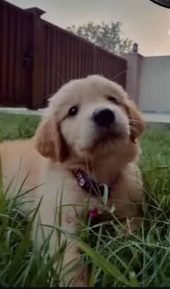 goldern retriever male dog age(75)days  for urgent sale