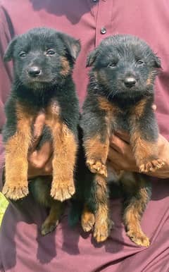 German Shepherd Double Coat Puppies / German Shepherd Pair For Sale