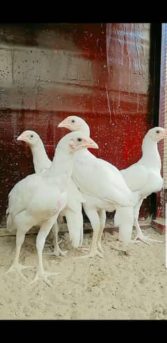 Heera Aseel
