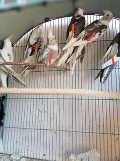 Selling my eno cocktail pathay and Cage