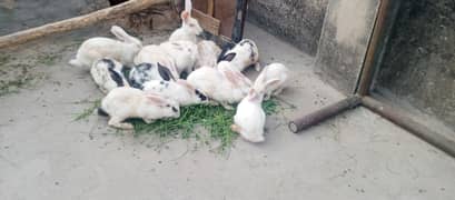 red eye rabbits male and female