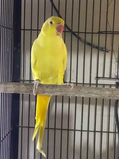 breader female available