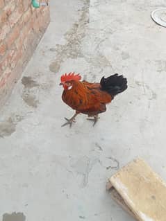 want to sale