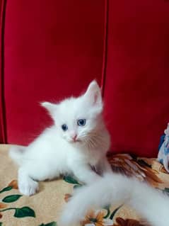 persian kitten