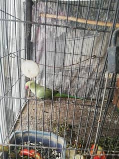 ringneck female for sale