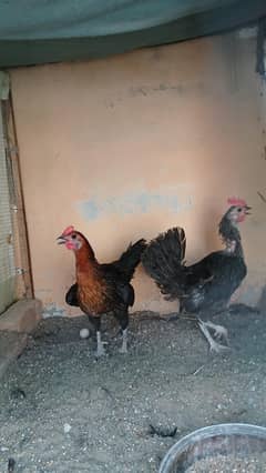 2 Golden misri egg laying murgi for sale