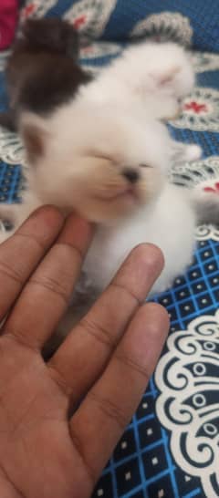 Persian kittens