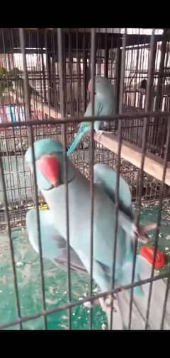 Parrots