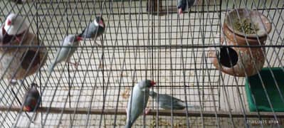 java, finches and love birds small setup