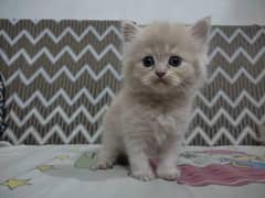 Persian Cat | Cute Kittens | Persian Kitten | Cats For Sale