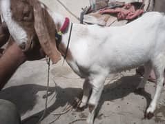 Goats
