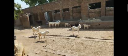 Poultry/Dairy/Katta Farm for Rent Main Sharqpur Road Lahore.