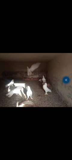 pegions. . . love brids