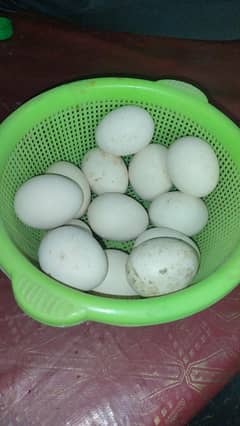 pure aseel eggs
