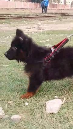 German shepherd puppies long coat my WhatsApp number 03001868066