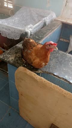 golden misri egg layer
