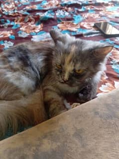 persian cat female