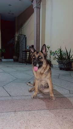 German Shepherd