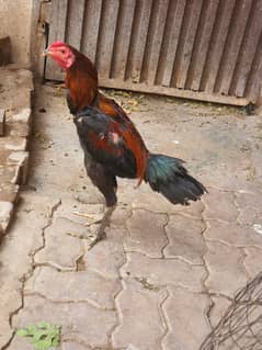 pakoy