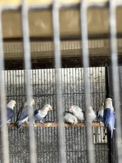 Healthy active Love birds all types available