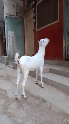 2 dant white eyes fresh cross