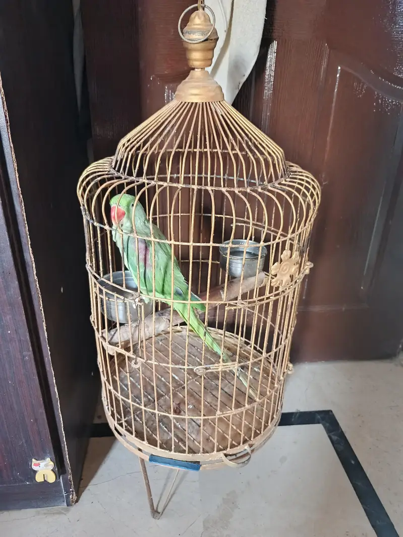 loving brid easy to attach talking in mood — photo 2