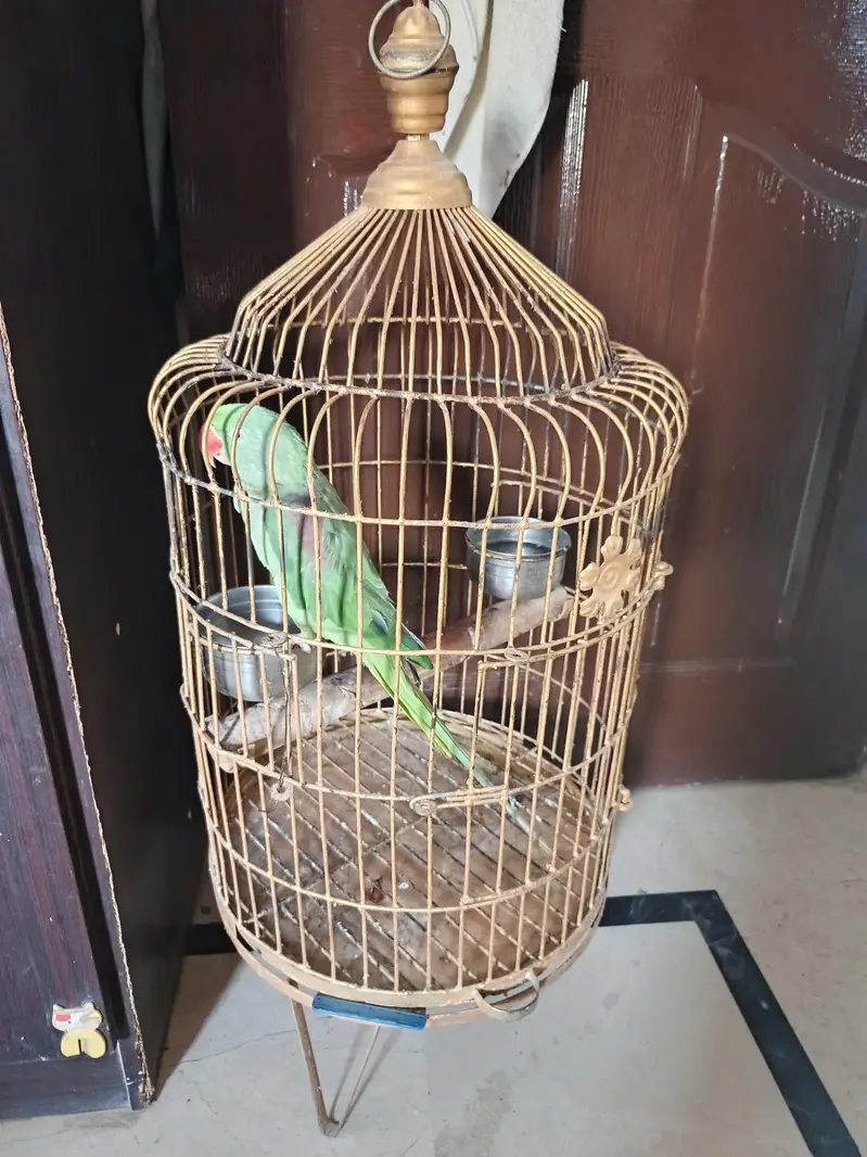 loving brid easy to attach talking in mood — photo 3