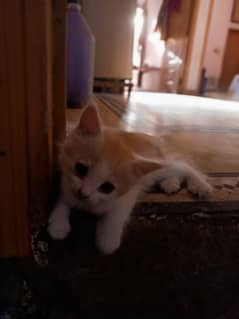 Persian kittens double cote