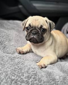 pug puppies for sale | Puppy | Pug Dog