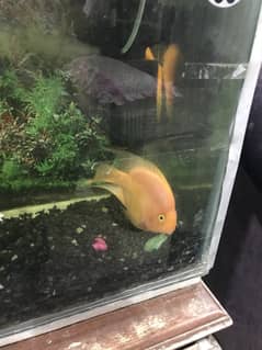 Parrot fish,age 2 years