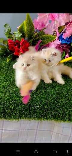 blue eyes white Persian kitten|Triple long coat |WhatsApp. 03250387943