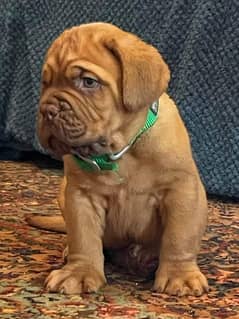 French mastiff Puppy | Dog for sale | Puppy