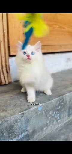blue eyes white Persian kitten|Triple long coat |WhatsApp. 03250387943