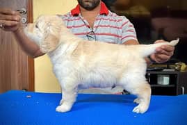 Golden Retriever | Puppy | Dog for sale
