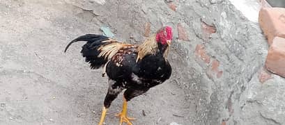 best breeder murga for sale