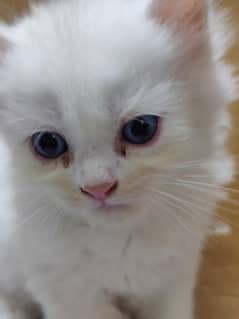 40 days baby male kitten persian white color.