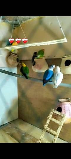 5 pairs full breaders ready to eggs