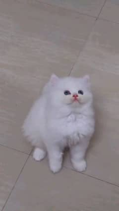 Persian kitten for urgent sale my WhatsApp number 03414863497