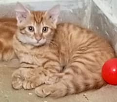 5 month cat