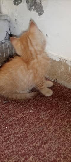 Cute kitten